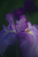 立夏　ショウブ　Ⅱ