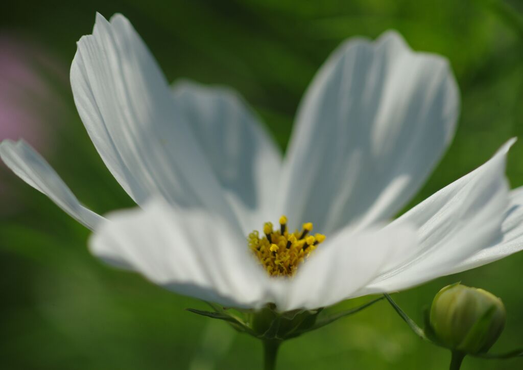 行秋　コスモス