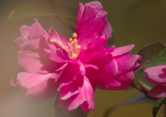 椿