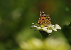 小春　タテハチョウ