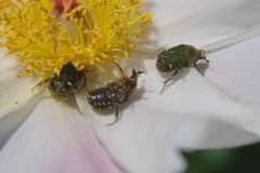 春色　ハナムグリ　Ⅱ