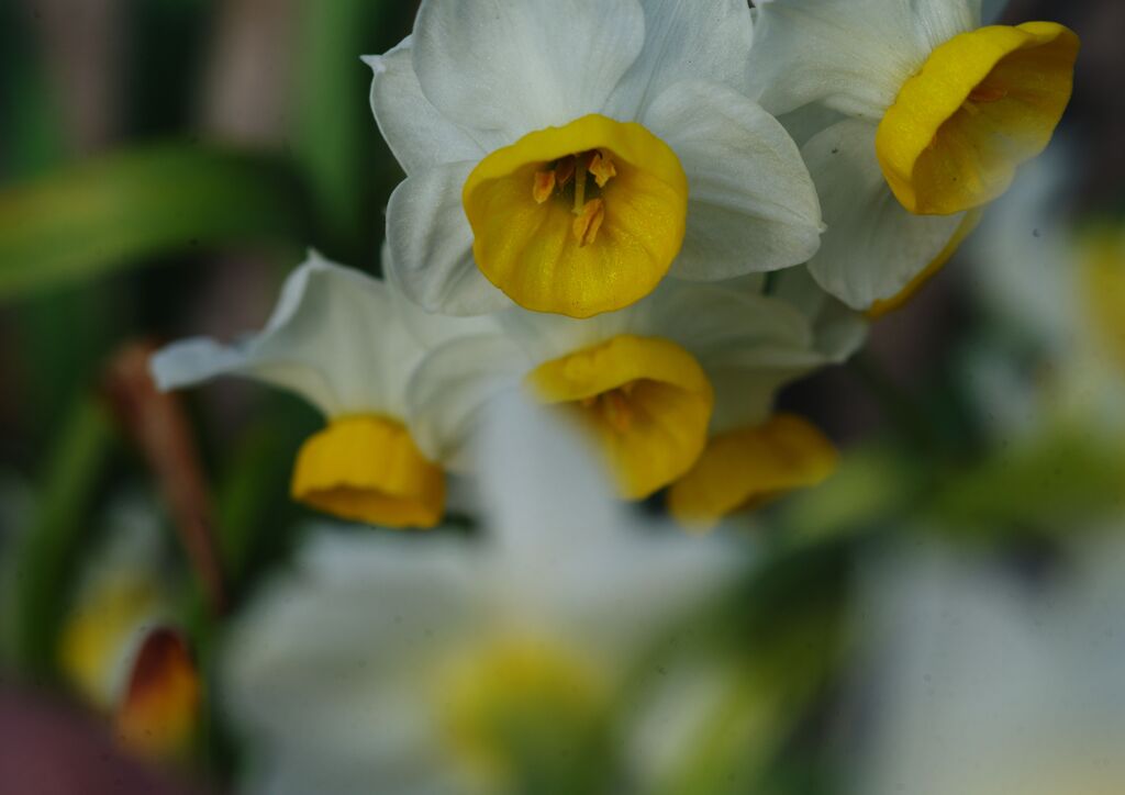 春燐　スイセン　Ⅱ