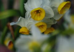 春燐　スイセン　Ⅱ