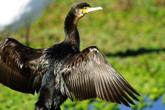 野鳥を探して　カワウ