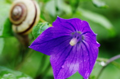 初夏を探して　キキョウ