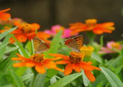 万来　シジミチョウ