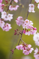 春を探して　枝垂桜　Ⅱ
