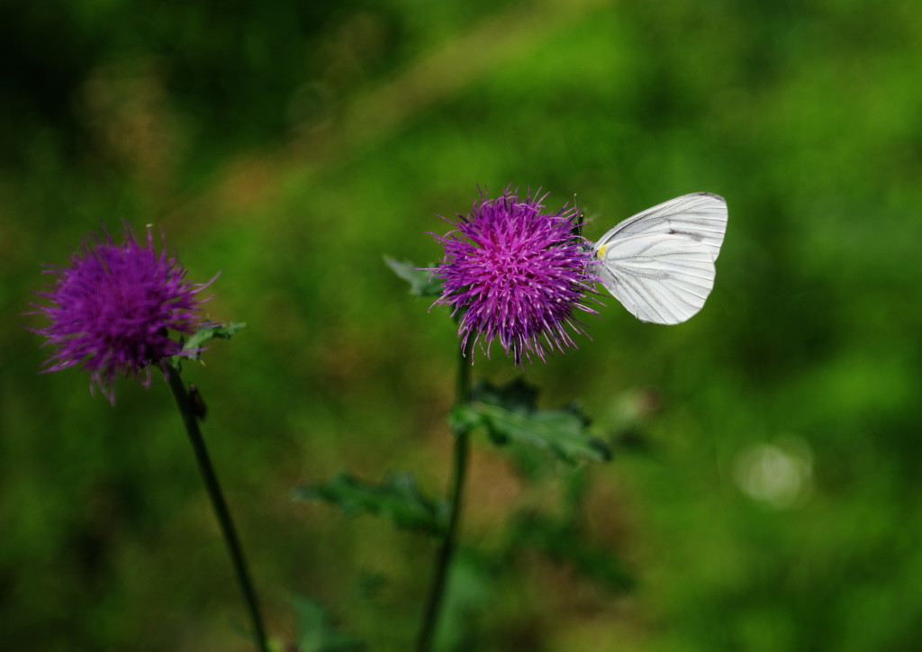 立夏　モンシロチョウ