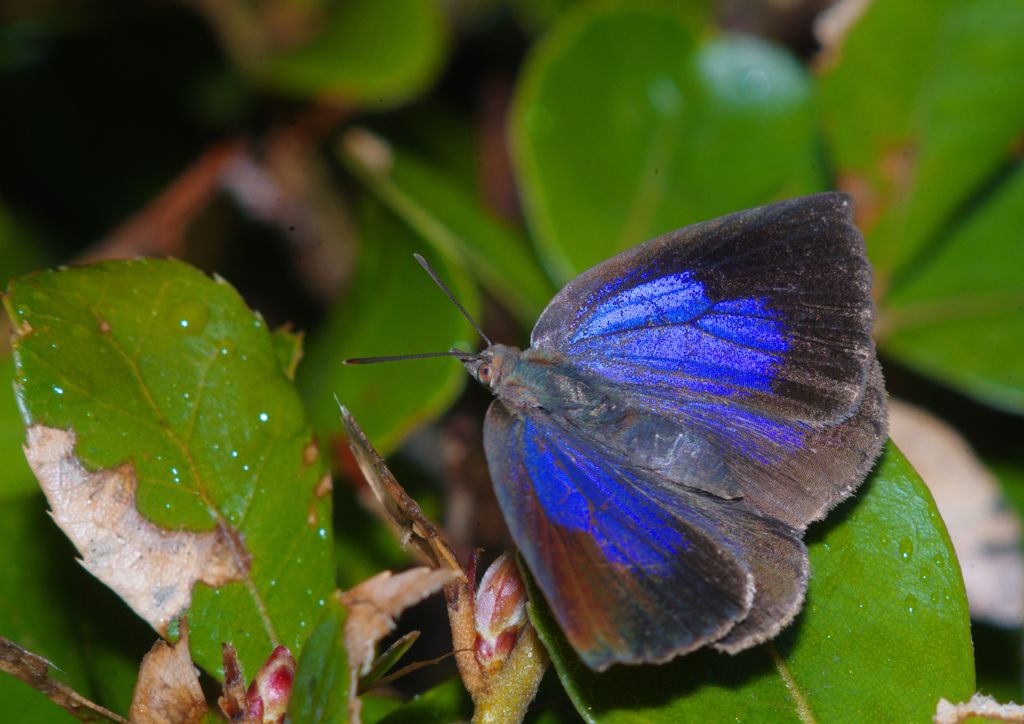 仲夏　ムラサキシジミ