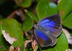 仲夏　ムラサキシジミ