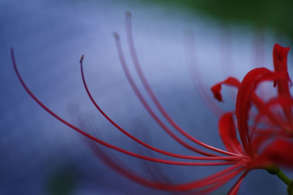 虫時雨　曼珠沙華　Ⅲ