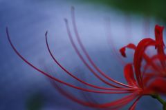 虫時雨　曼珠沙華　Ⅲ