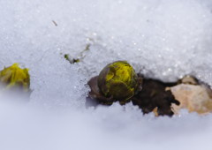 仲春　福寿草　Ⅱ