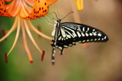 花と虫達　アゲハチョウ