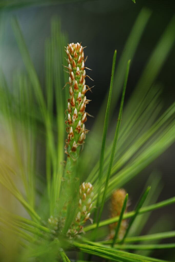 松の新芽