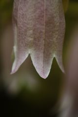 路傍　蛍袋　Ⅱ