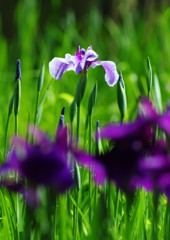 向暑　花ショウブ　？