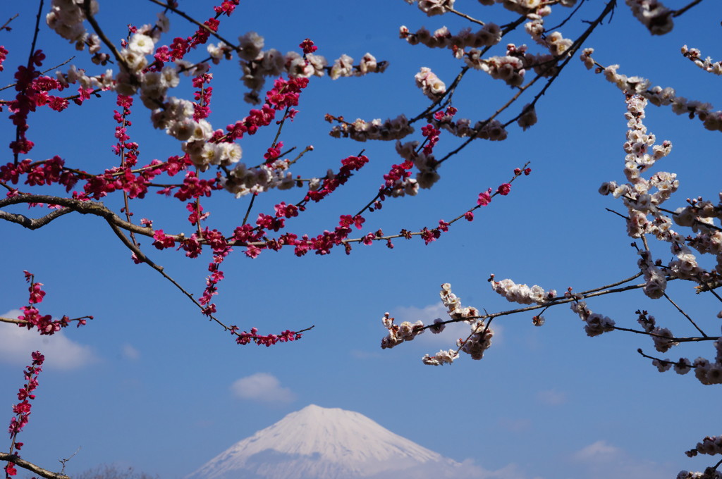 旅写真　梅に富士山　Ⅲ