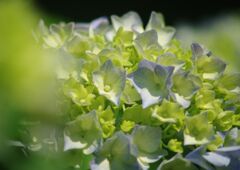 　はつ夏　アジサイ