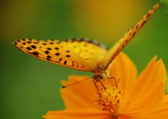 秋思　ヒョウモンチョウ