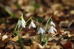 OLD LENS  スノードロップ