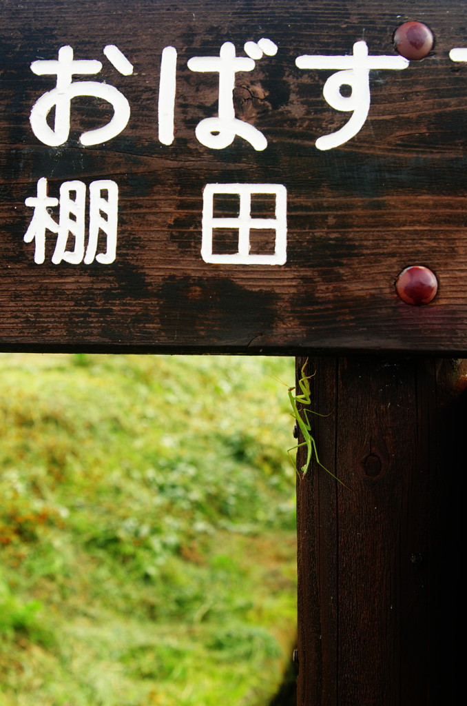 旅写真　案内看板にカマキリ