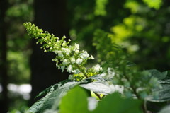 春の息吹　アジサイ