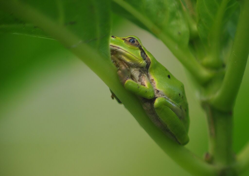 秋思　アマガエル　Ⅱ