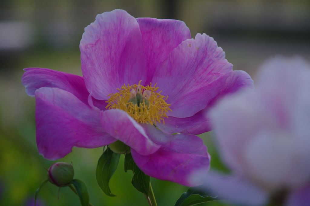 暮春　芍薬