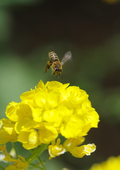 菜の花・蜜蜂