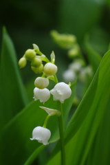 春色　スズラン　Ⅱ