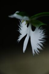 蝉鳴く　サギソウ