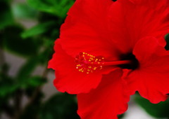 晩夏　ハイビスカス