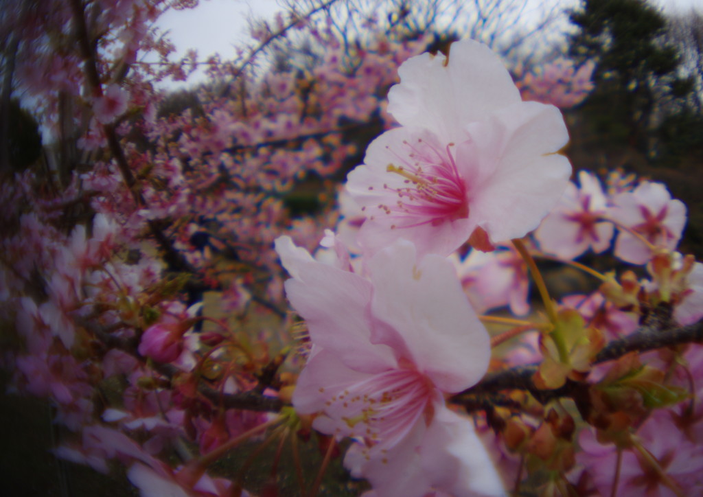 春光　桜　Ⅱ