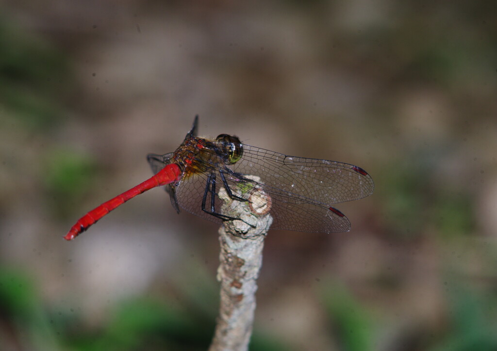 行秋　トンボ　Ⅱ
