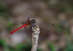 行秋　トンボ　Ⅱ