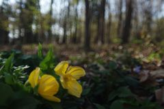 春風　ヤマブキソウ