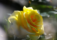 秋を探して　バラ　Ⅱ