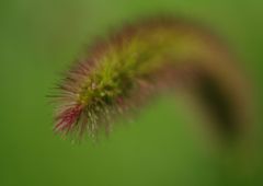 路傍　ネコジャラシ