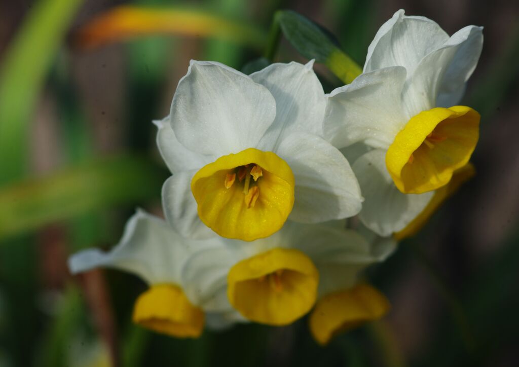 春燐　スイセン