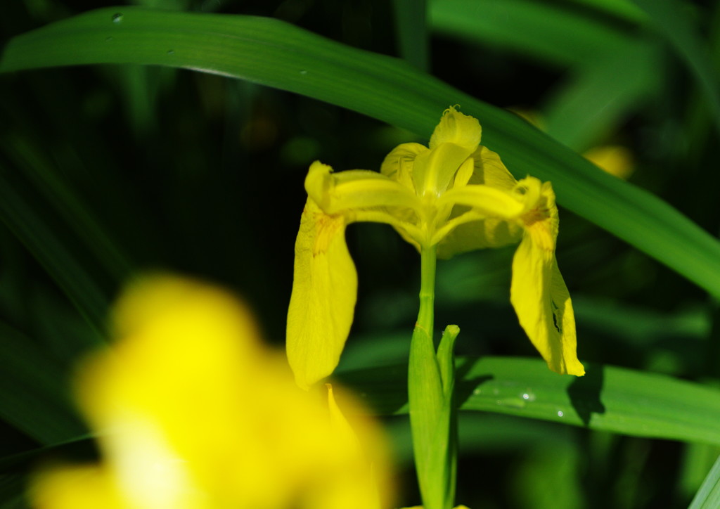 立夏　キショウブ　Ⅱ