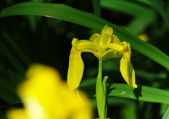 立夏　キショウブ　Ⅱ