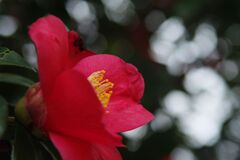 花春　ヤブツバキ