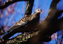 梅の枝に鳩　Ⅱ