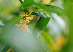 秋を探して　きんもくせい