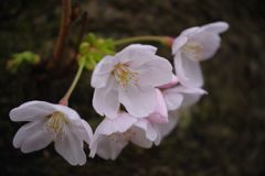 春風　ソメイヨシノ