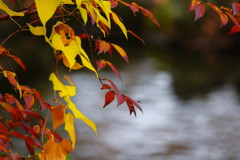 秋を探して　ヤマイモ