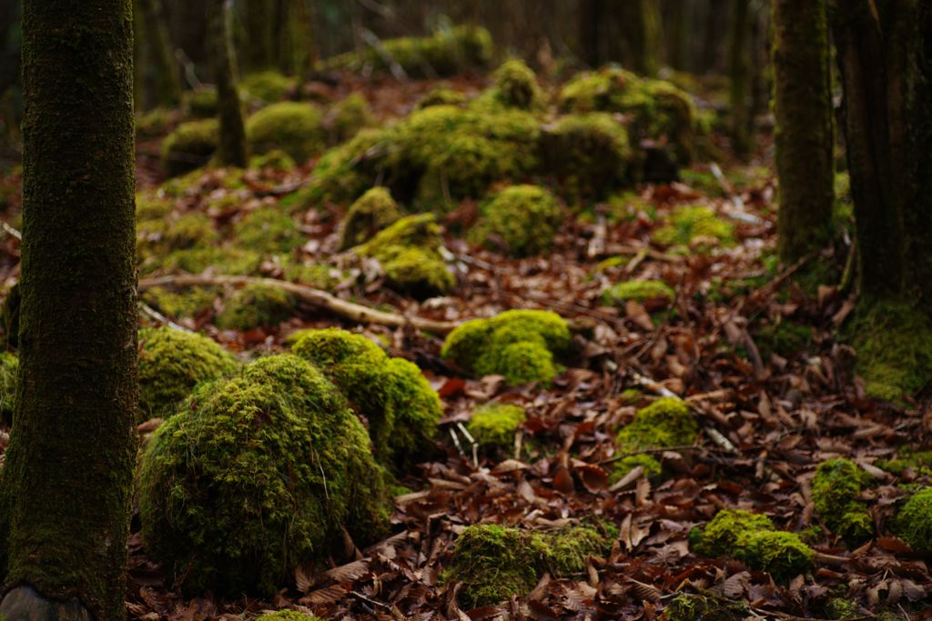 短日　苔