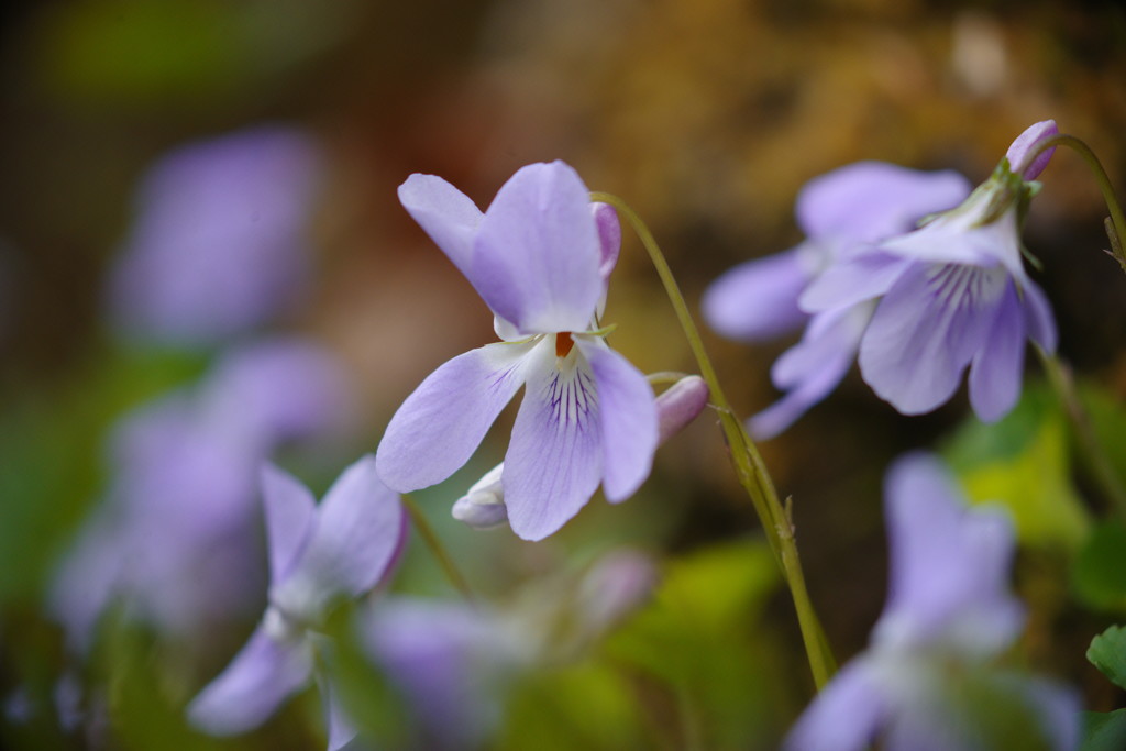 中春　スミレ　Ⅱ