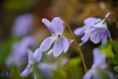 中春　スミレ　Ⅱ